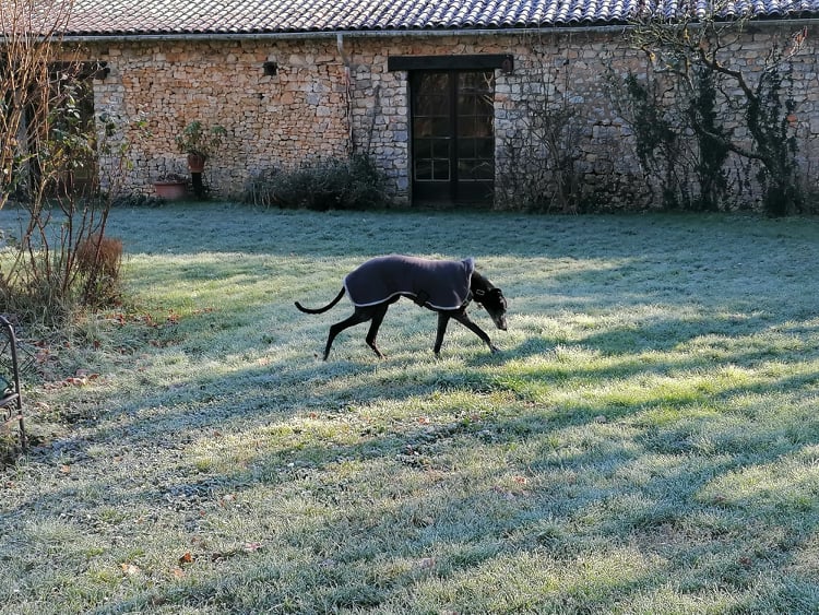 Carla galga à l'adoption "Scooby France" Adoptée 27169110