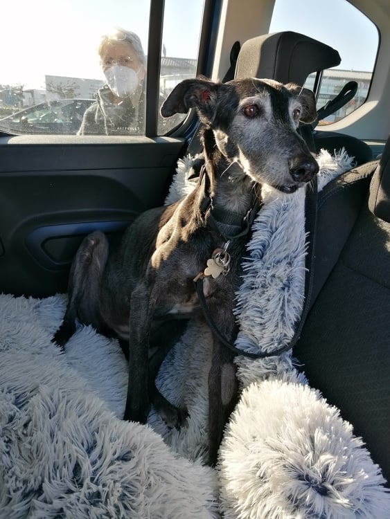 Carla galga à l'adoption "Scooby France" Adoptée 27174910