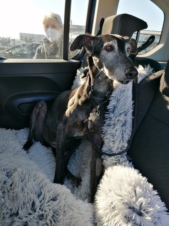 Carla galga à l'adoption "Scooby France" Adoptée  27174910