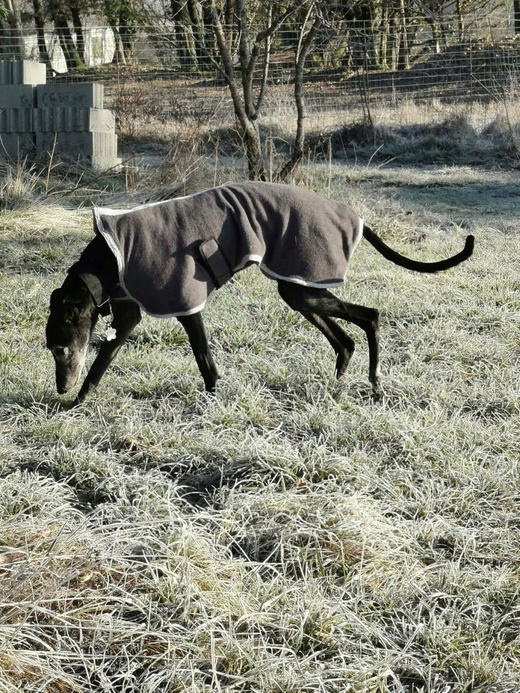 Carla galga à l'adoption "Scooby France" Adoptée 27193010