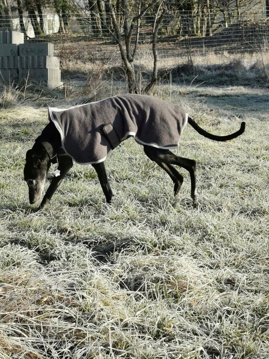 Carla galga à l'adoption "Scooby France" Adoptée  27193010