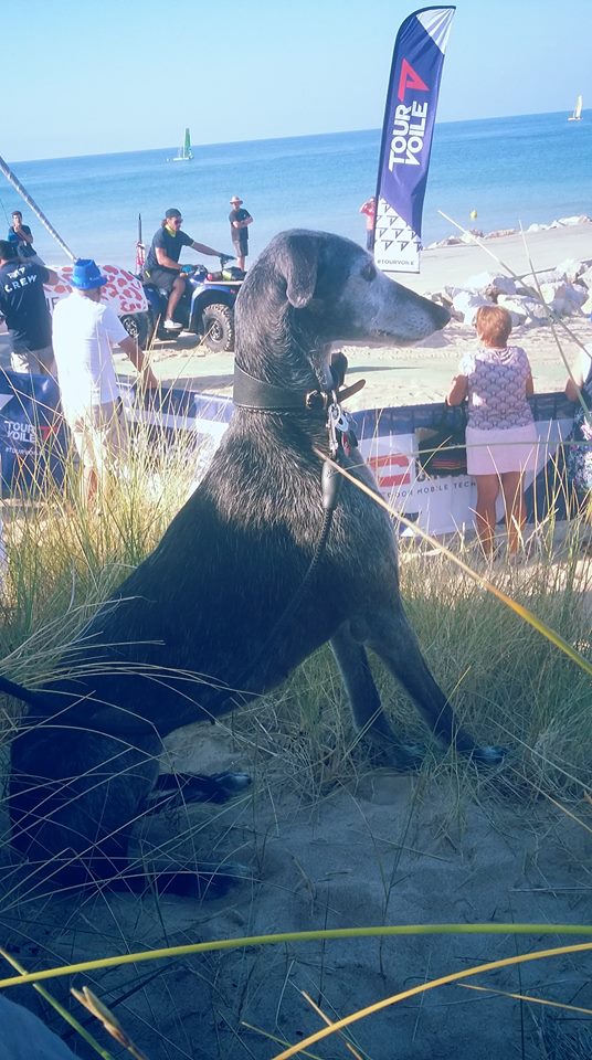 Patata vieille galga de 10 ans noire et barbuda !! Adoptée - Page 8 37348010