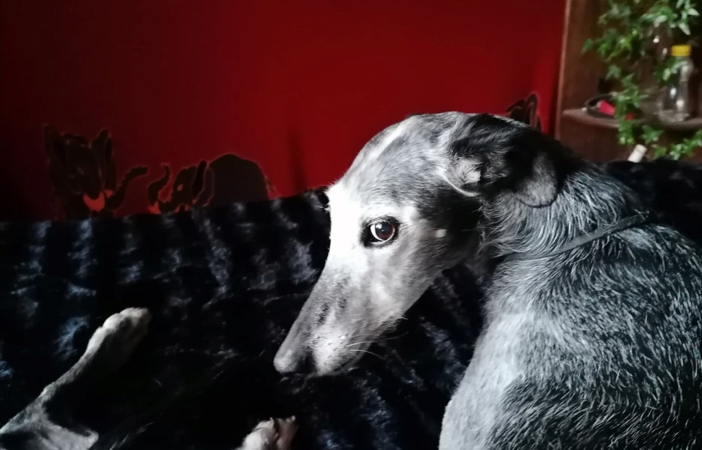 Patata vieille galga de 10 ans noire et barbuda !! Adoptée  - Page 9 90748210