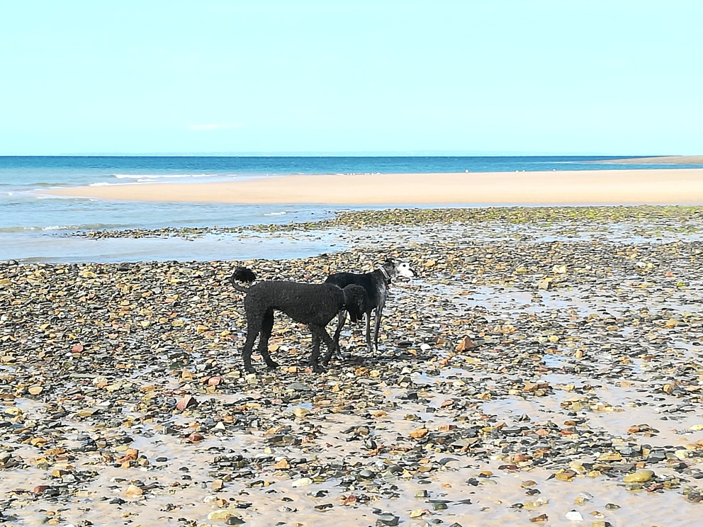 Patata vieille galga de 10 ans noire et barbuda !! Adoptée  - Page 8 Img_2012