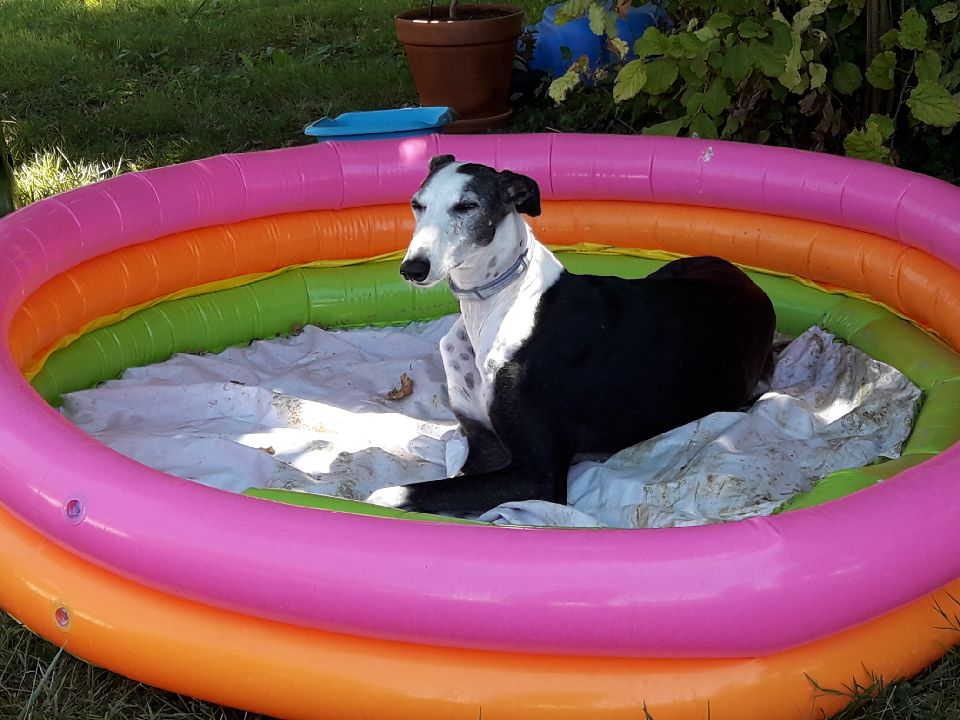 Careta grande galga noire et blanche, bientôt 6 ans.Scooby France Adoptée - Page 6 Resize11