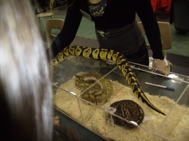 Exposition de reptiles de St-Jean-sur-Richelieu Photo174