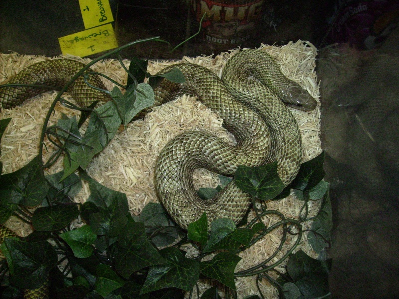 Exposition de reptiles de St-Jean-sur-Richelieu Photo175