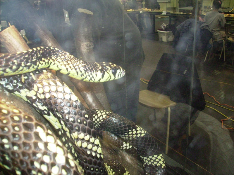 Exposition de reptiles de St-Jean-sur-Richelieu Photo189