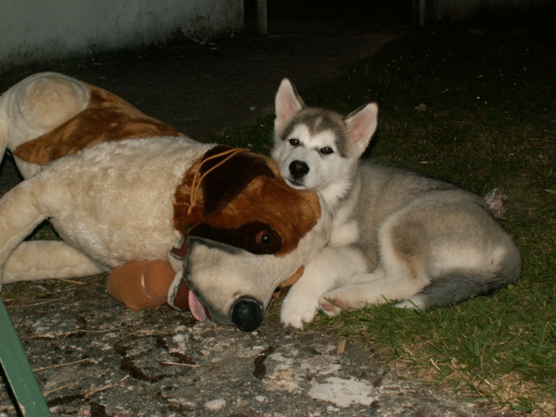 Concours Eté 2011 : Chiens et tendresse. Groupe 4 Pict0010