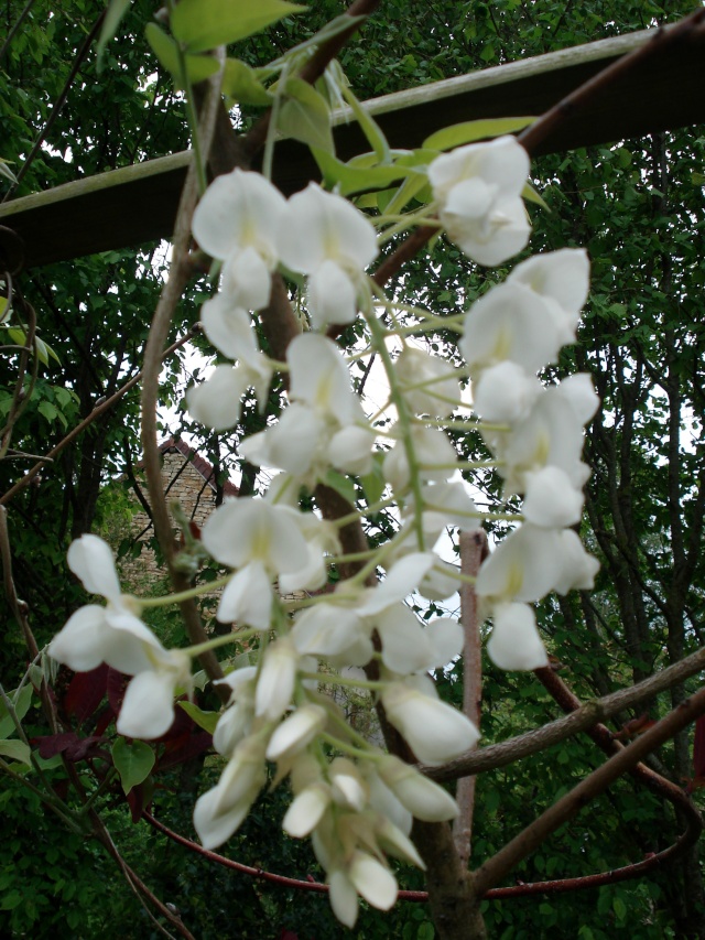 ma glycine arbre héhéhéhéhé 511_2956