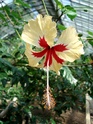 hibiscus 511_2925