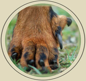 Double Ergot Sur Jack Russel