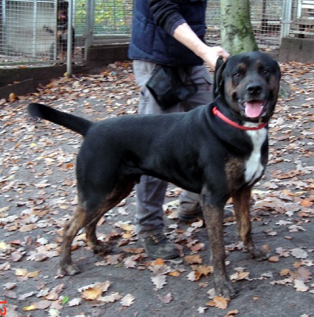 doogy et starco crois rott- dogue argentin 5ans Starco10