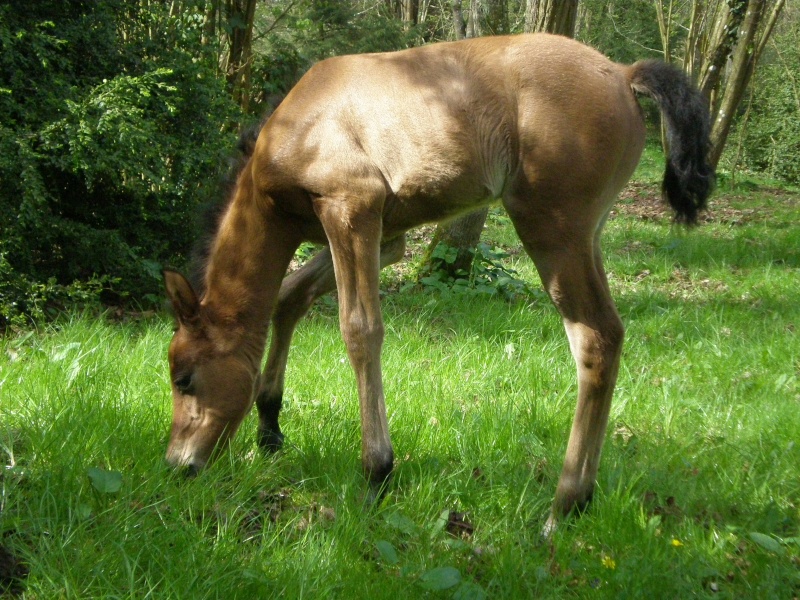 CHEVAUX DE LA FORGE (91) 35km au sud de Paris (plus d'actualité, à supprimer svp) P4020010