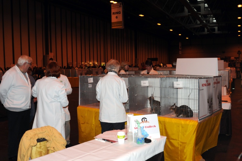 Supreme catshow de Birmingham 2010 (100ème anniversaire du GCCF) Dsc_8213