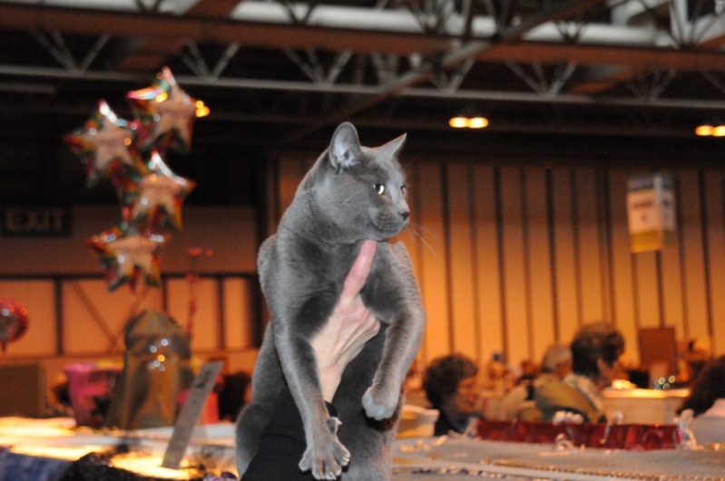 Supreme catshow de Birmingham 2010 (100ème anniversaire du GCCF) Dsc_8316