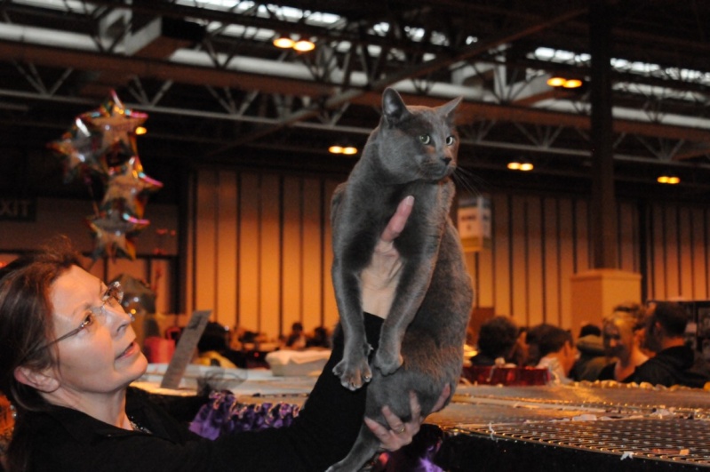 Supreme catshow de Birmingham 2010 Dsc_8317