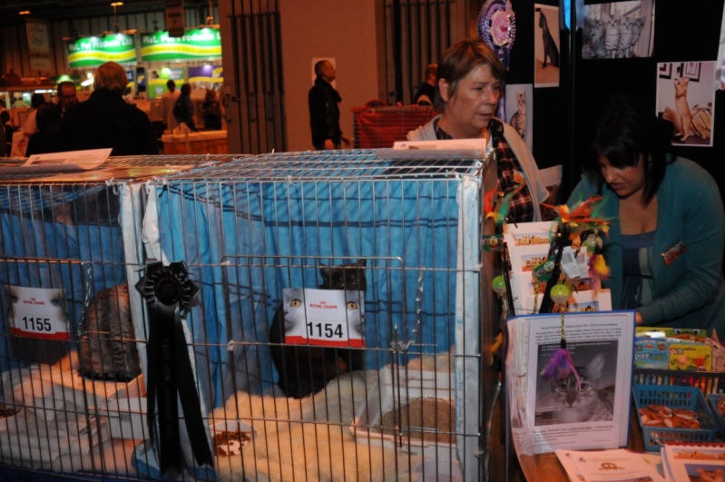 Supreme catshow de Birmingham 2010 Dsc_8324