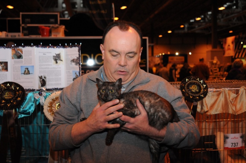 Supreme catshow de Birmingham 2010 (100ème anniversaire du GCCF) Dsc_8414