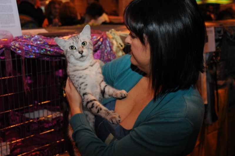 Supreme catshow de Birmingham 2010 (100ème anniversaire du GCCF) Dsc_8415