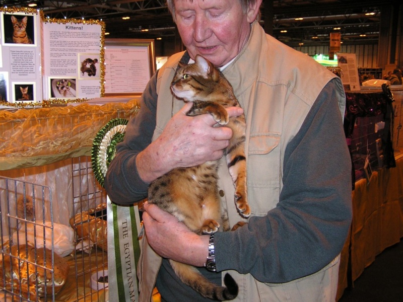 Supreme catshow de Birmingham 2010 (100ème anniversaire du GCCF) P1230110