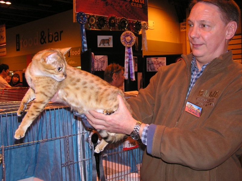 Supreme catshow de Birmingham 2010 P1230113