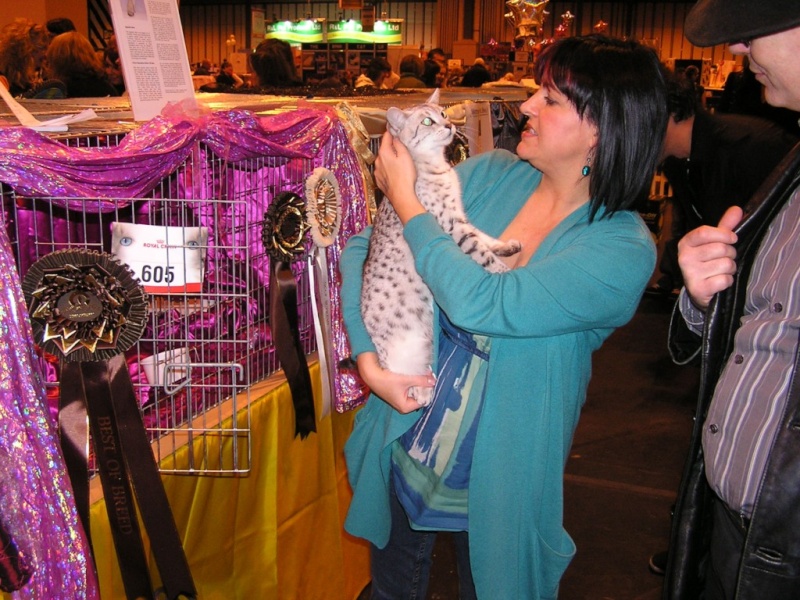 Supreme catshow de Birmingham 2010 (100ème anniversaire du GCCF) P1230114