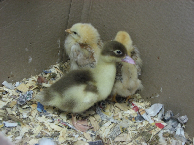 Bebe Canard Bebe Canard