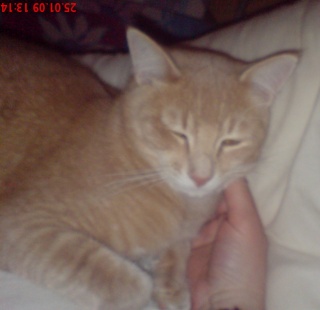 MMM's : Mes chats mes chatons et ... moi - Page 2 Rosso_12