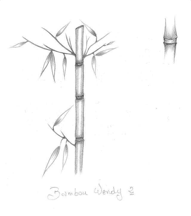 des bambou - Page 3 Bambou16