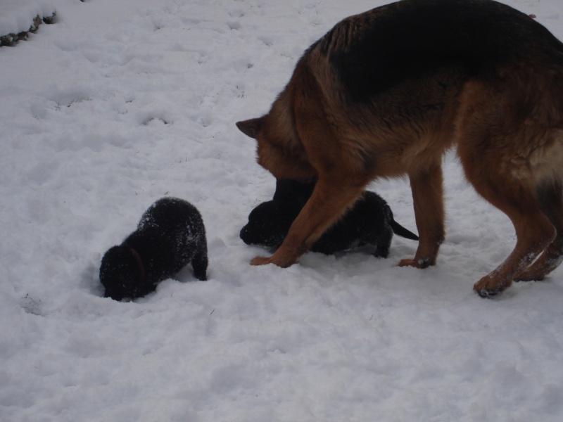 photos neige de tous - Page 4 Chiots29