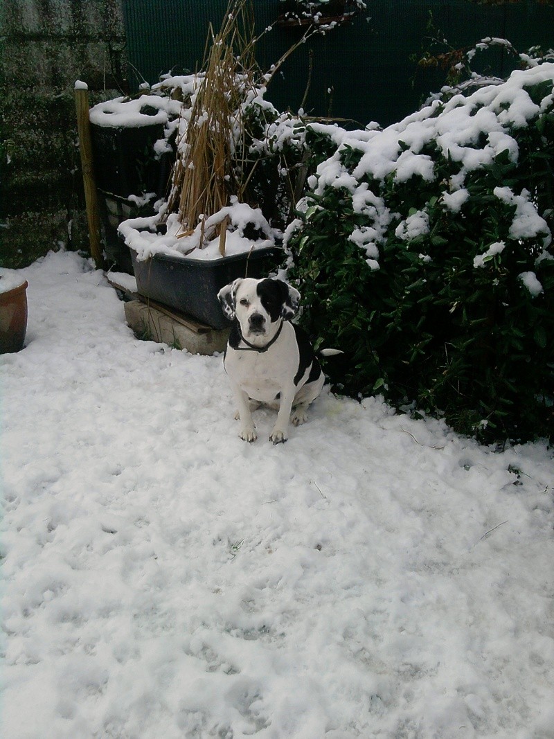 Concours photo chien hiver 2010/2011 - GROUPE 2 P0612110