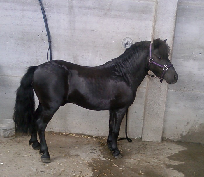 Cherche Shetlands & PH > Pourboires =D ( A CORBEILLER ) 68463011