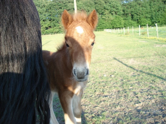 Cherche Shetlands & PH > Pourboires =D ( A CORBEILLER ) Poulai11