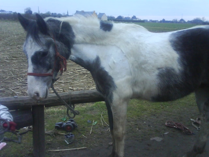 Les poneys et chevaux tondus! Dsc00015