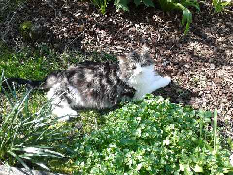 MILO (ex CHAPLIN) - Tigré et blanc poils longs FIV+ (2014) 20190318