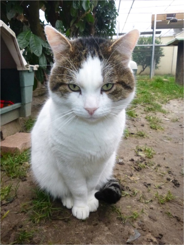 SOS -> NEKO - Tigré et blanc FIV+ (2016 c) P1100938