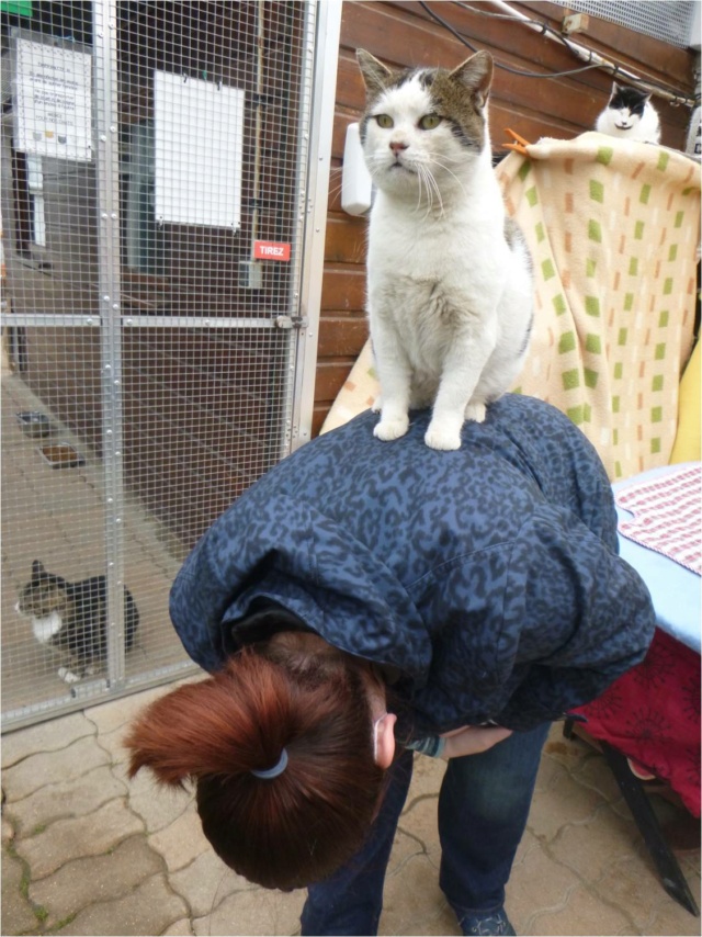 APOUTSIAK (GAROU) - Tigré et blanc FIV+ (2017) P1170328