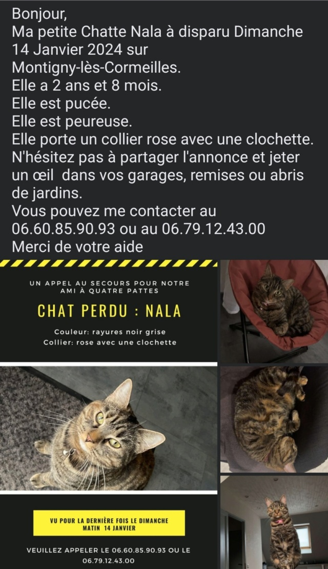 NALA Tigrée perdue à Montigny Les Cormeilles Screen10