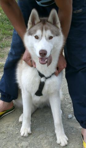 CESAR husky LOF 9 mois (de la vallée de la morava) Cimg0511