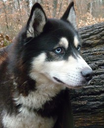 TOBY husky 5 ans REF (60) ADOPTE Imf_co13