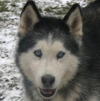 POMME HUSKY Je suis une gentille mamie 11 ans REF  (67) ADOPTEE Pomme-10