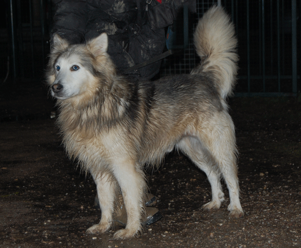 Titeuf X husky de 9 ans (54) Titeuf10