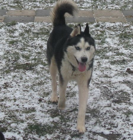 VOSTOK HUSKY un regard de tombeur  6 ans REF (67) ADOPTE Vostok12