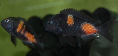 Tropheus sp black "bullu point" Ptitse11