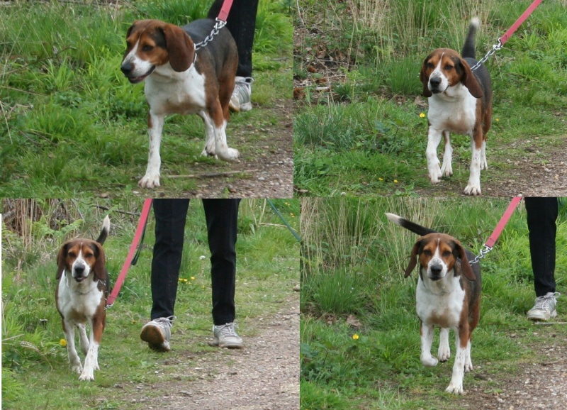 40 - DIEGO, croisé courant/beagle de 3 ans, Landes Rescue20