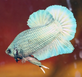 Betta Forum - Portal Teal_h10