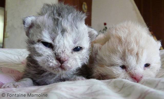 les chatons de DOVE BLUE et MI-TON : voici les photos Bbchat11