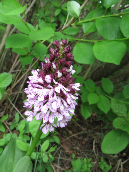 Orchis pourpre [Orchis purpurea] Img_3310