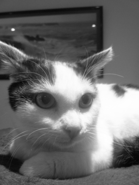 EPICE, chaton femelle noir et blanc, 6 mois, FIV+ [dpt 56] P1030012